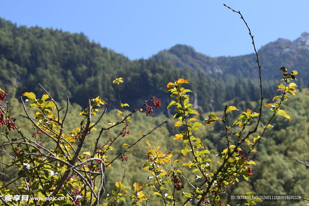 山间烂漫野花与远处青山