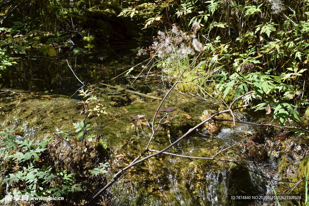 山间潺潺溪流与繁茂植被