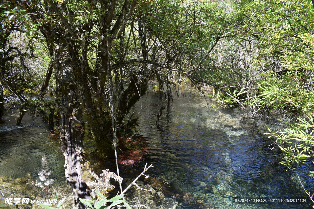林间幽潭 静谧自然之景