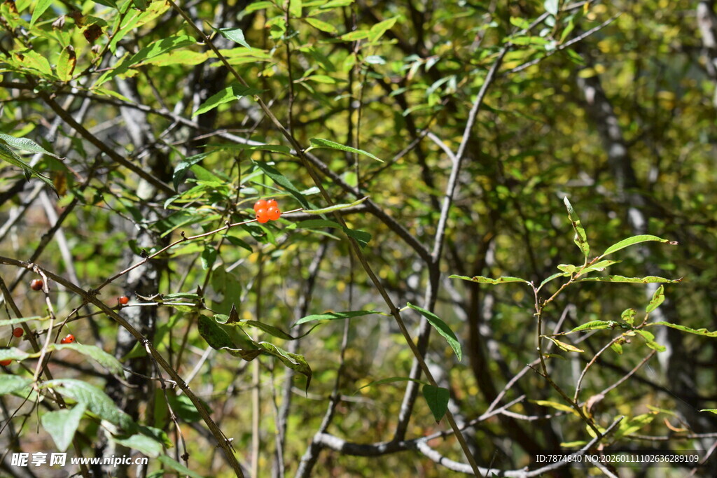 绿叶丛中一点红
