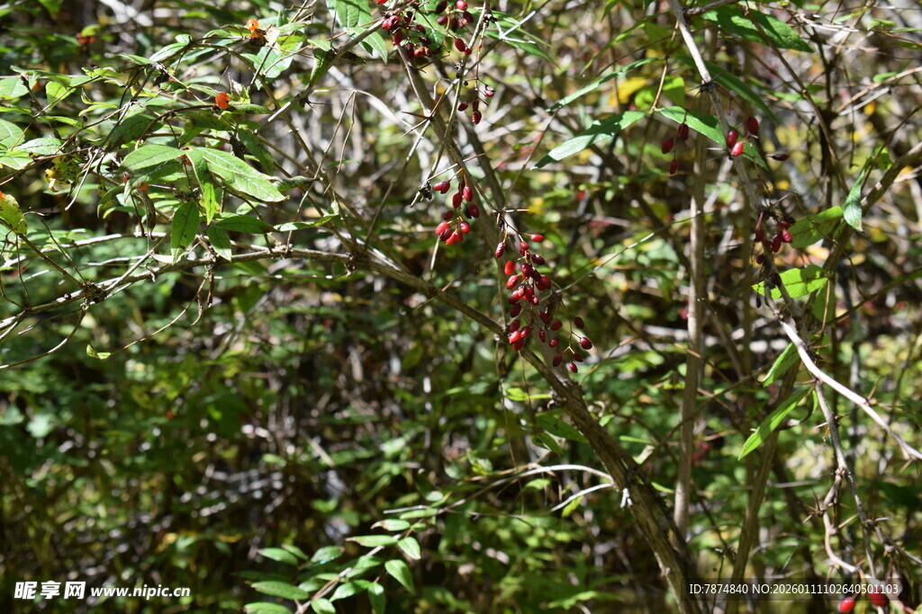 茂密丛林中的多彩植物