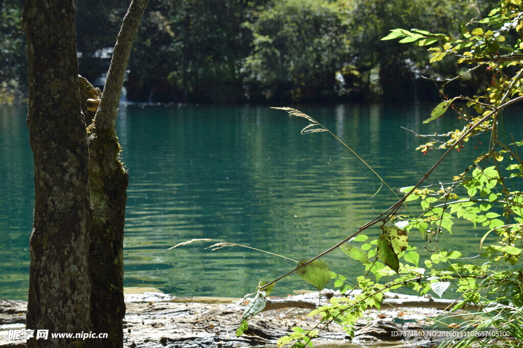 湖畔绿树环绕的静谧湖水