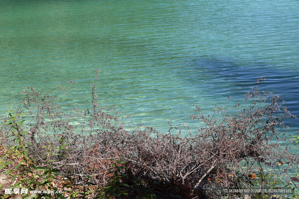 清澈湖水边的枯萎植物
