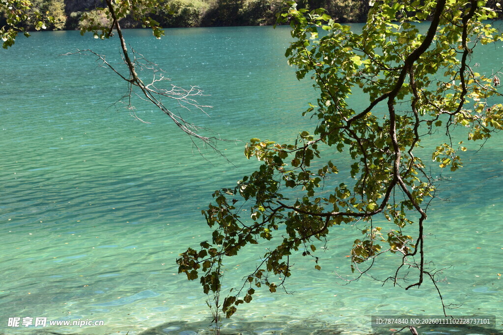 湖畔枝叶下的澄澈湖水