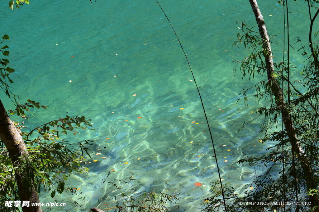 清澈湖水边的树木景观