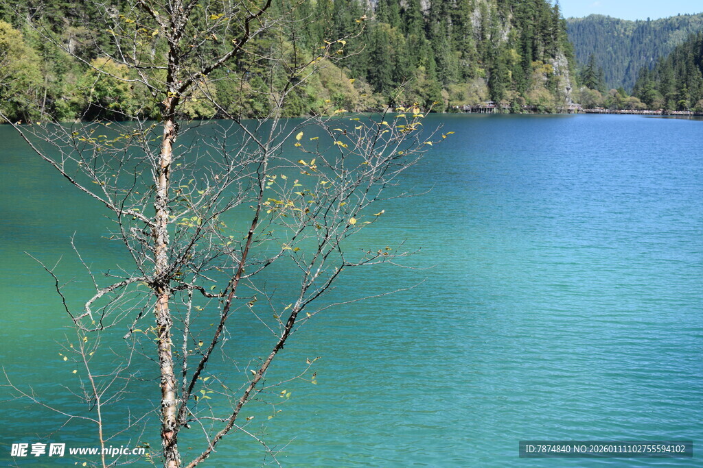 清澈蓝湖旁的孤寂小树
