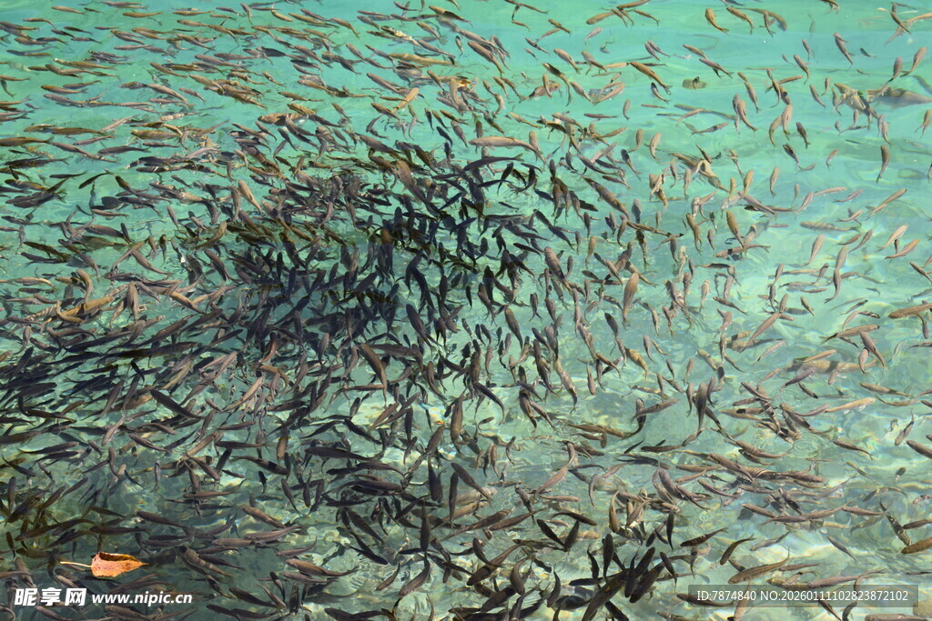 海底鱼群大聚集