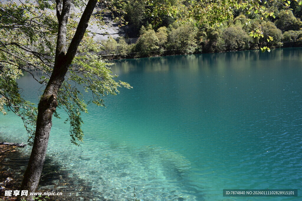 清澈蓝湖旁的葱郁树木