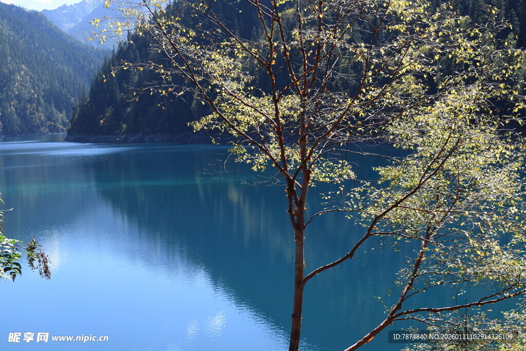 静谧蓝湖旁的葱郁树木