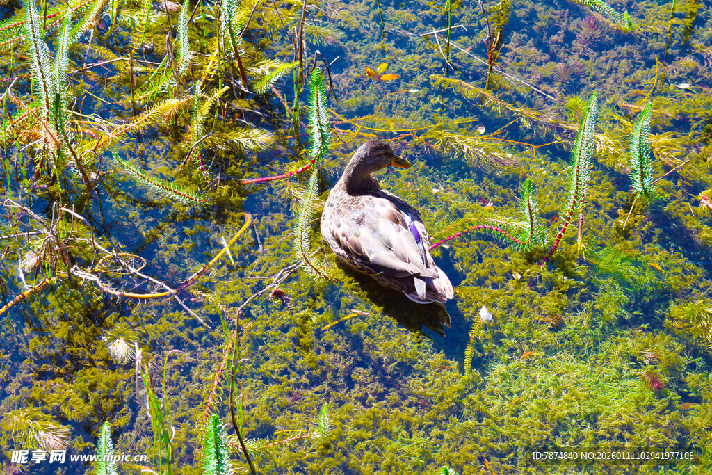 水中游弋的鸭子