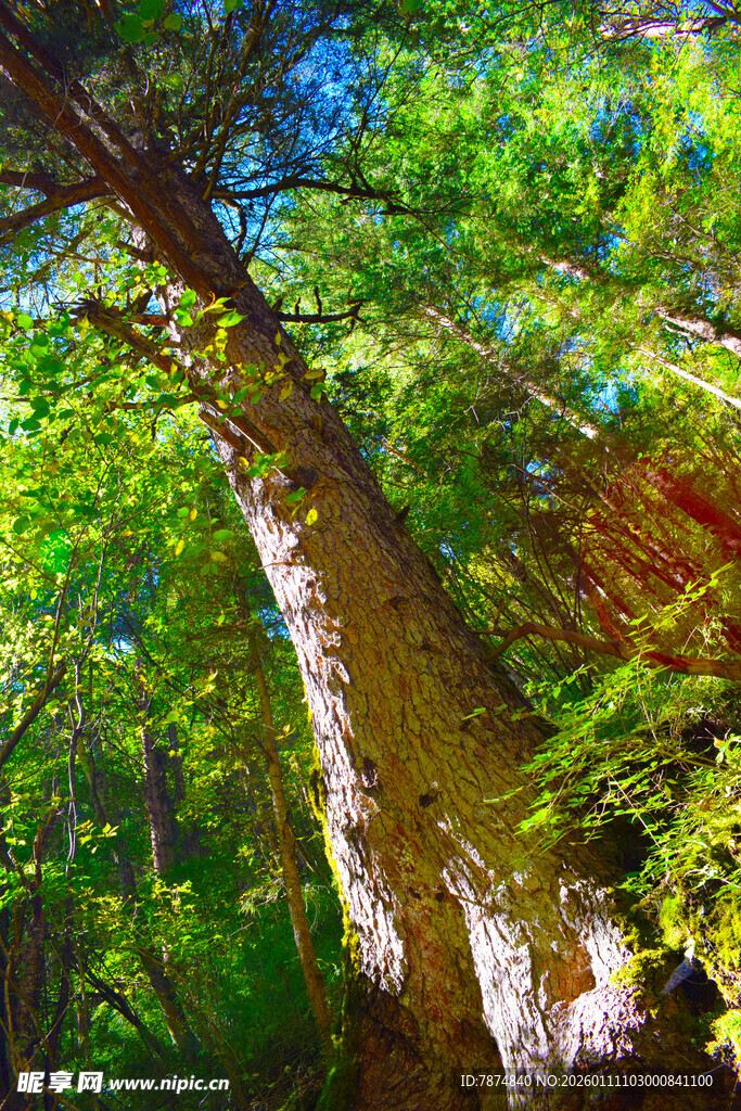 森林中挺拔的葱郁大树
