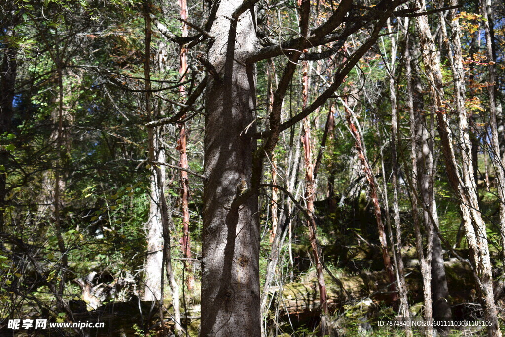 茂密森林中的高大树木