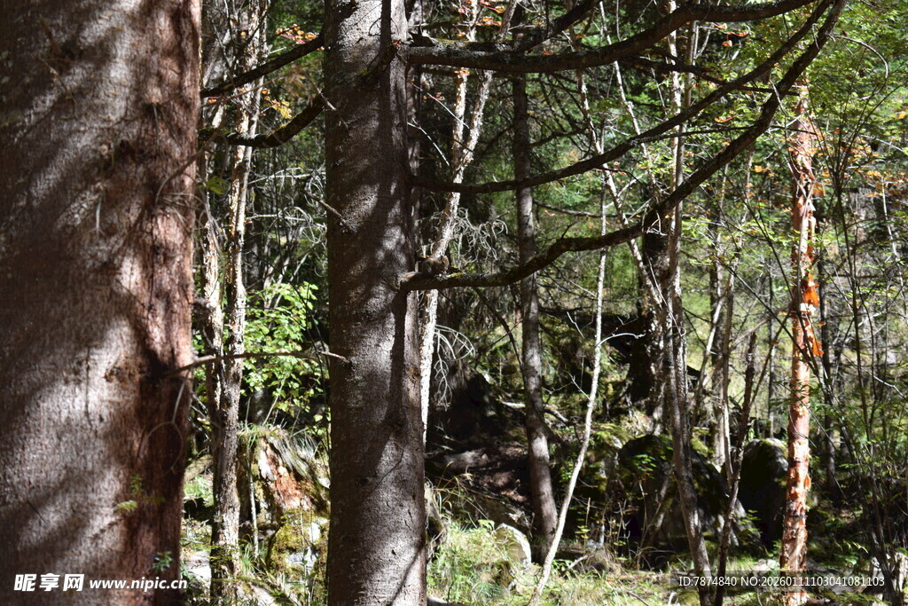 茂密森林中的挺拔树木