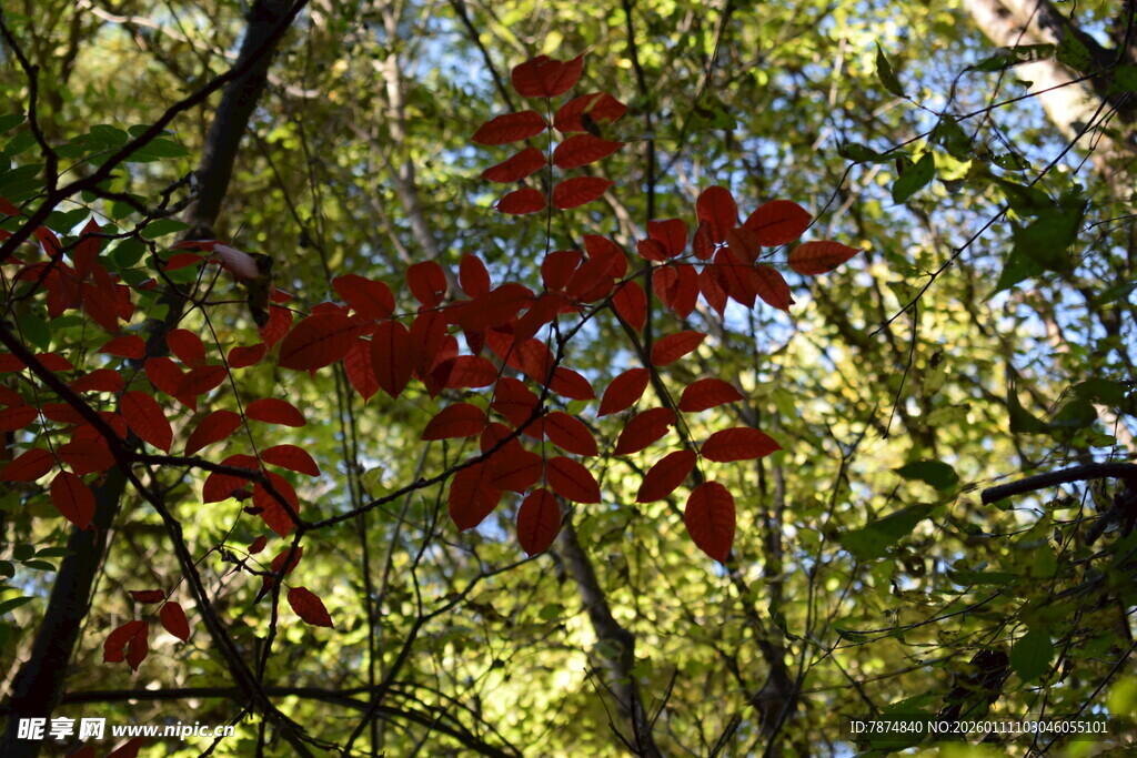 红叶点缀于绿树间