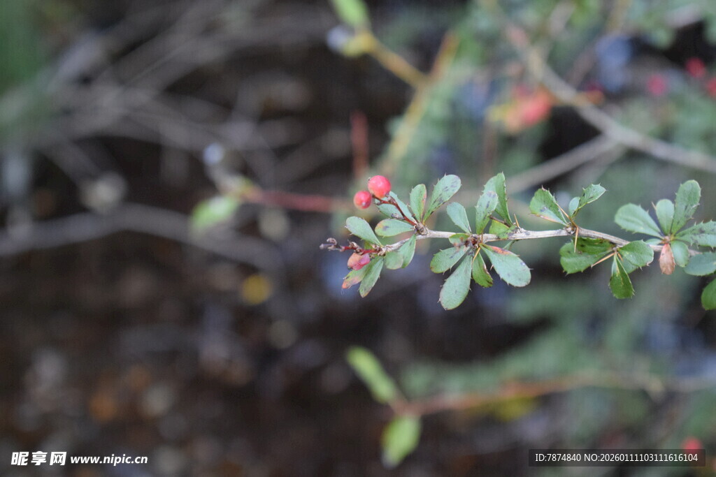 绿叶间的多彩浆果