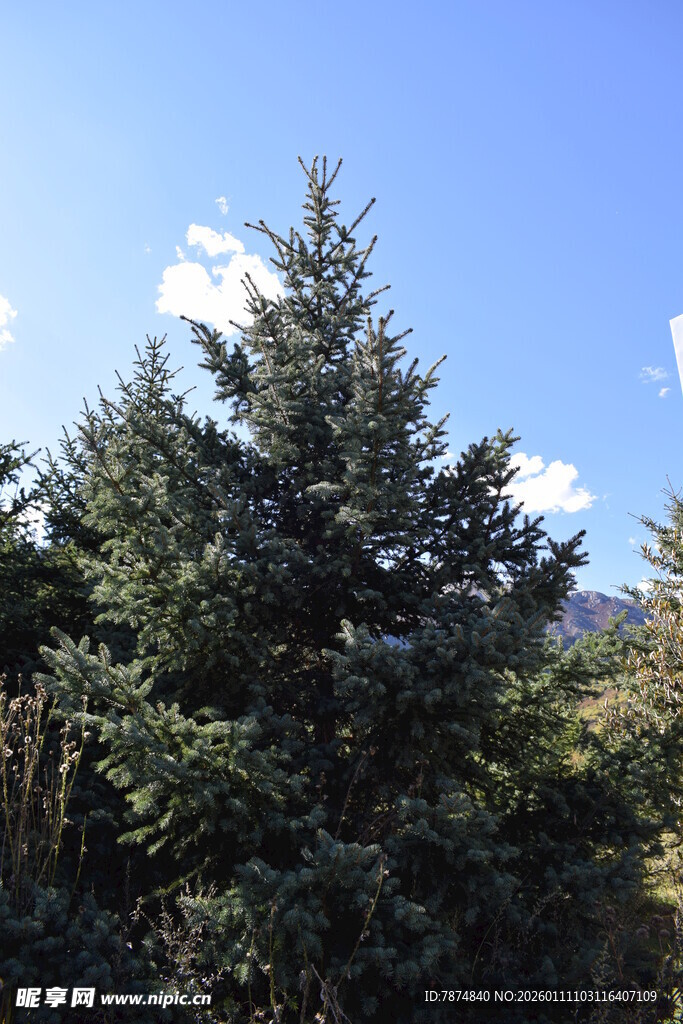 蓝天映衬下的挺拔松树