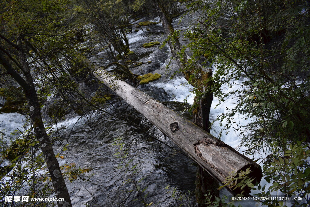 森林中横卧溪流的枯木