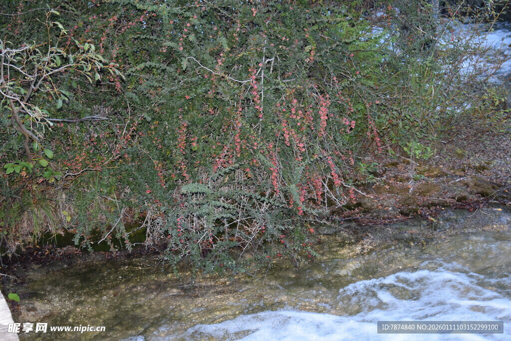 溪边红枝绿植景观