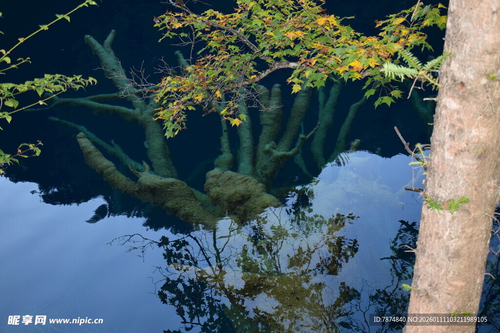 水中树影的静谧自然景象