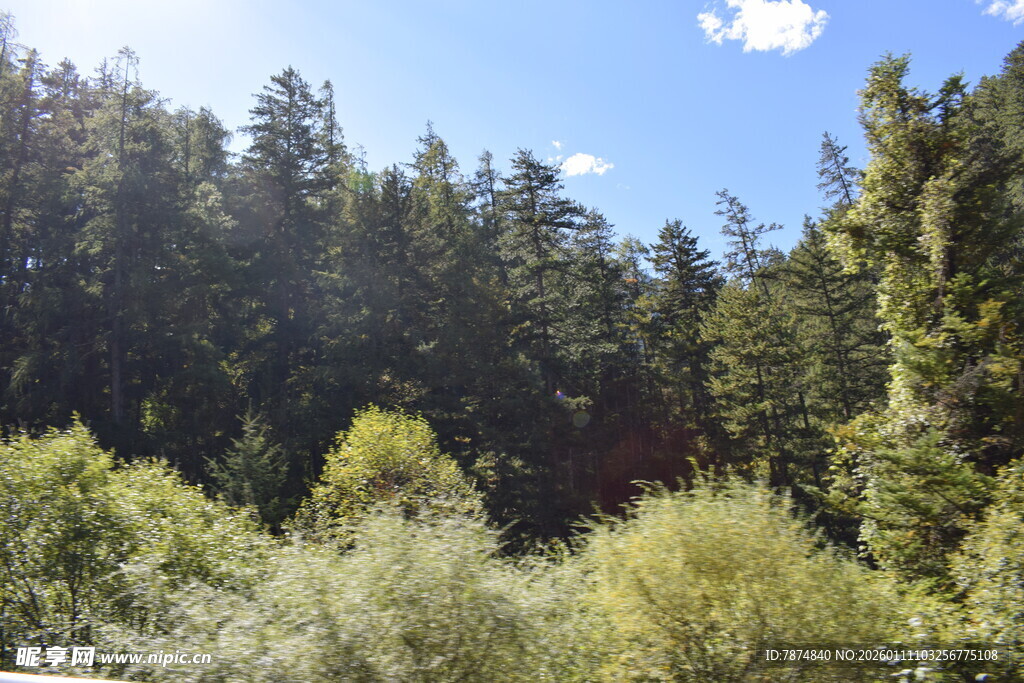 茂密森林中的自然景致