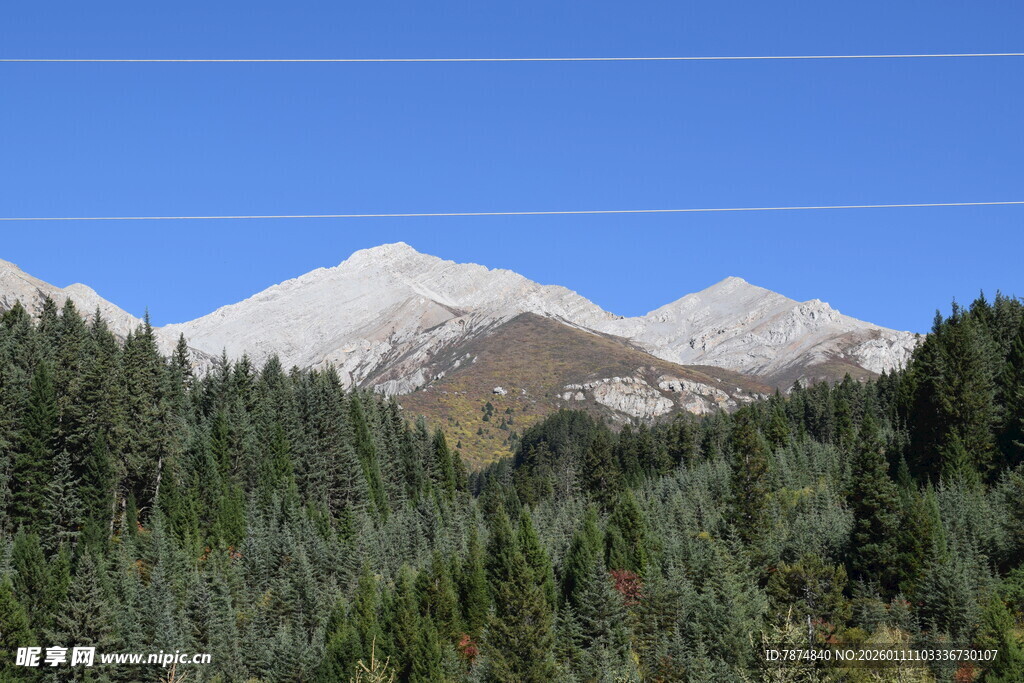 雪山下的茂密森林景观