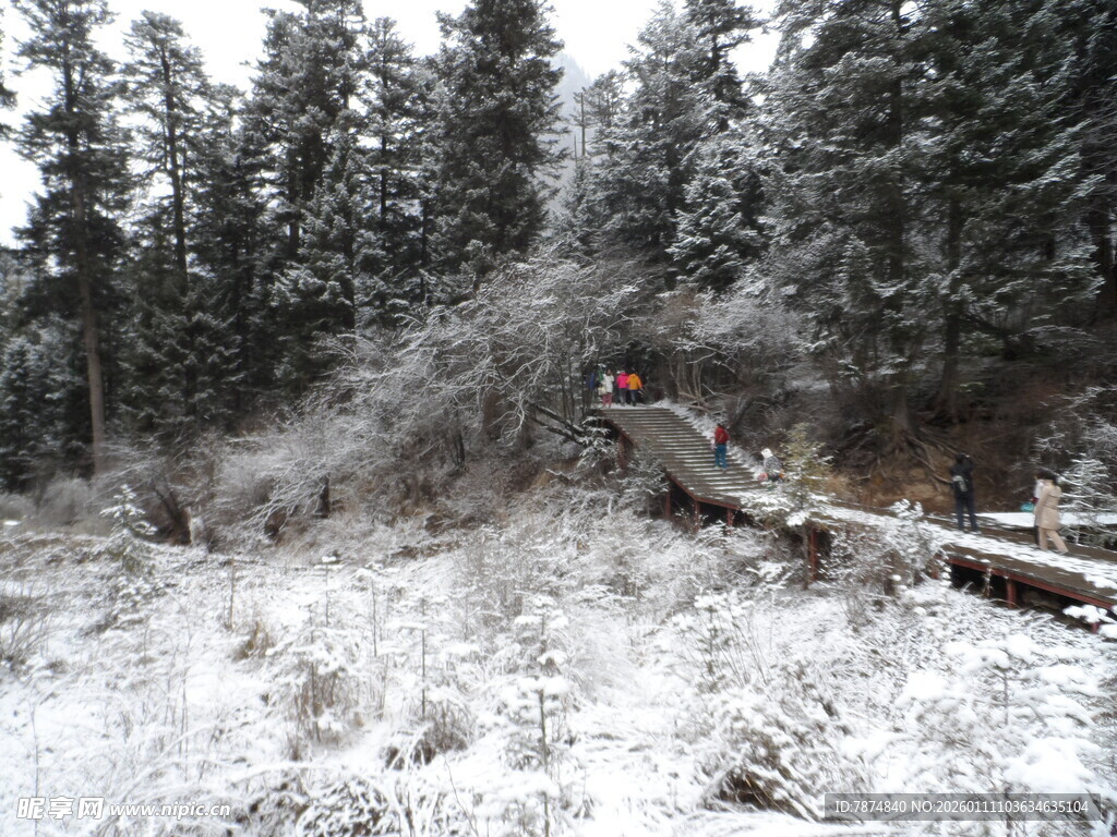 雪覆山林中的倒下树木