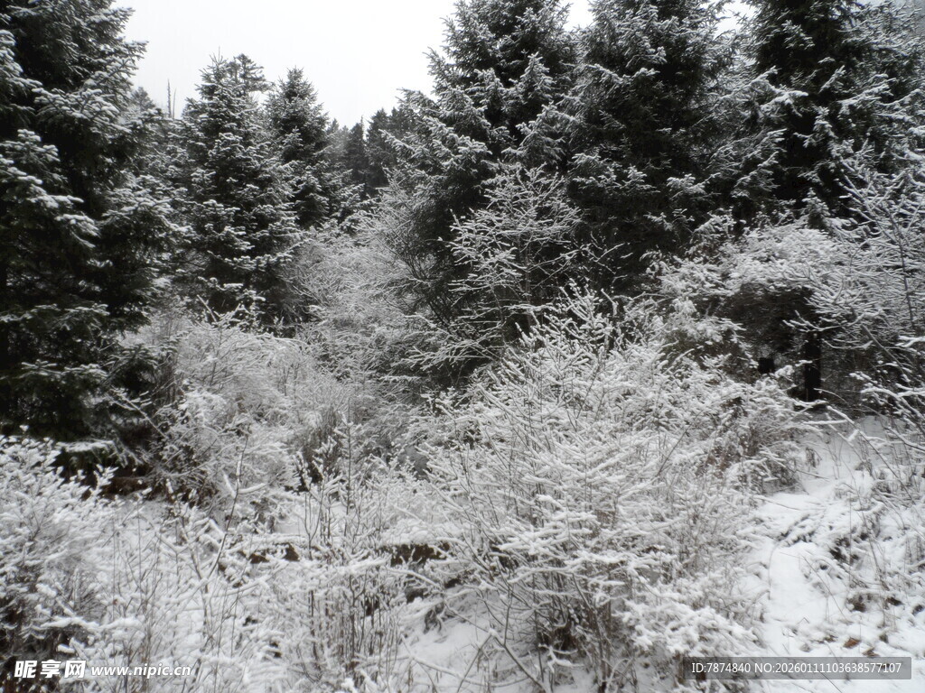 雪覆森林景观
