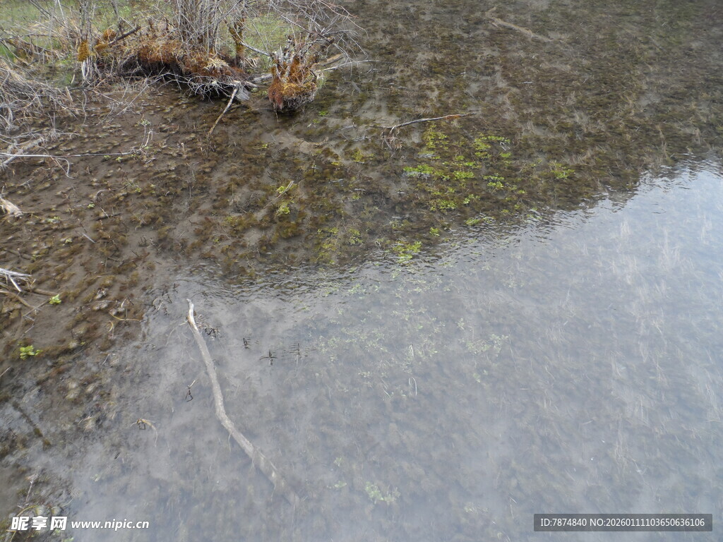湿地旁的泥泞地面与积水