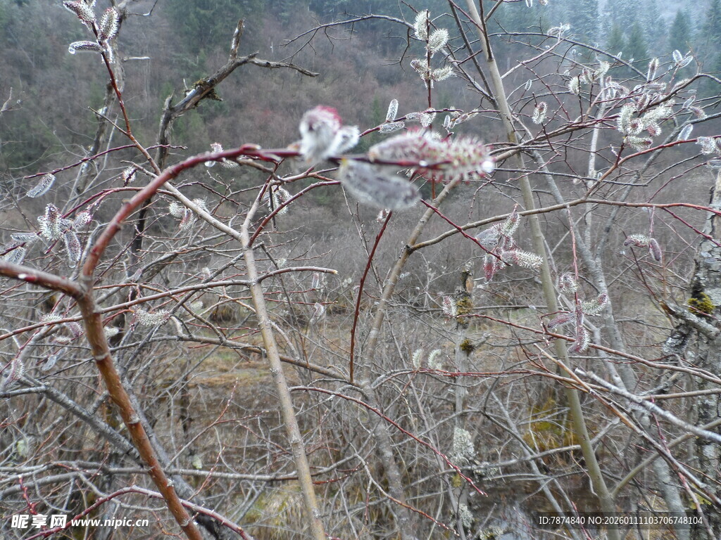 冬日枝头覆薄霜景象