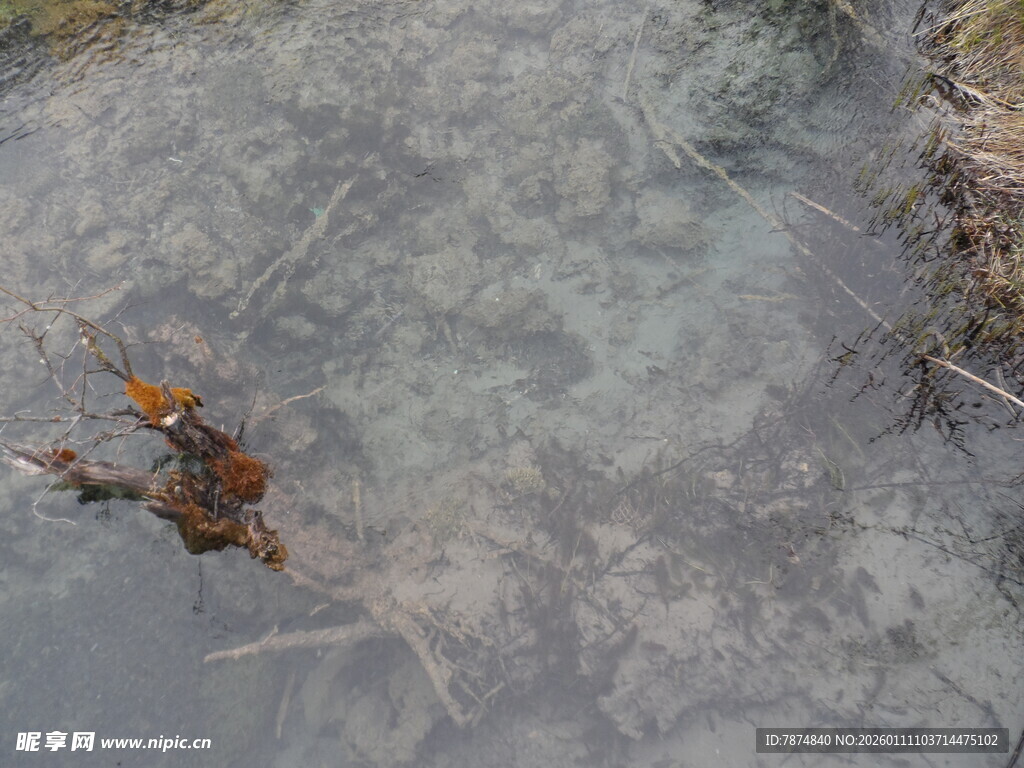 水中枯叶与树枝的景象