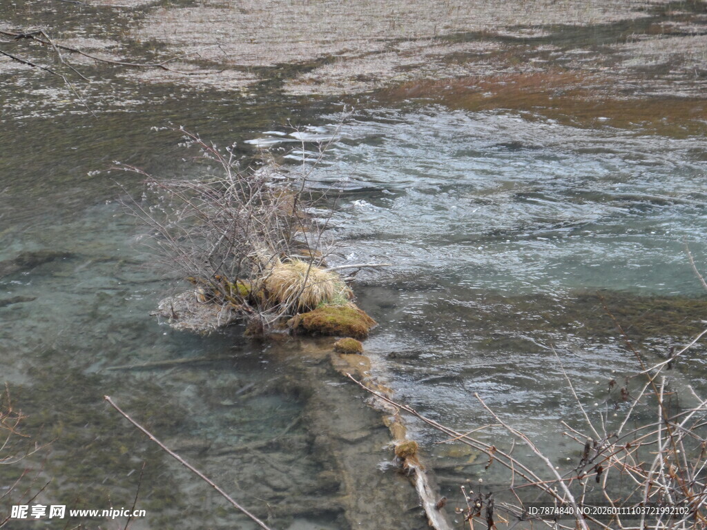 河中枯木上的野生动物