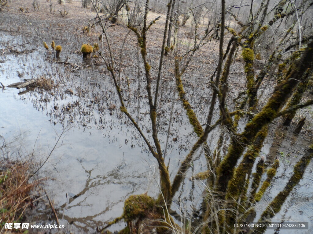 冬日溪边枯树雪景