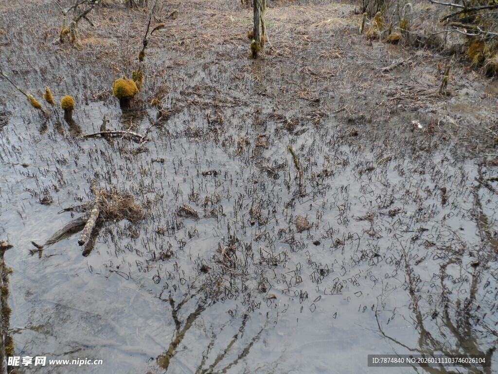 雪地中稀疏树木景象