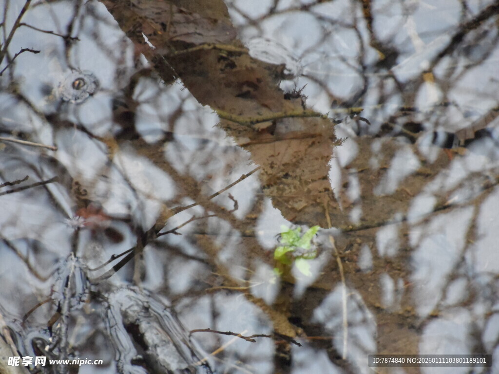 雪覆枝头 小鸟静立