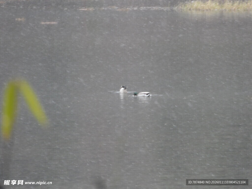 湖面上的两只飞鸟