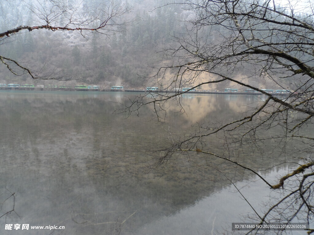 雾中湖畔枯树倒影