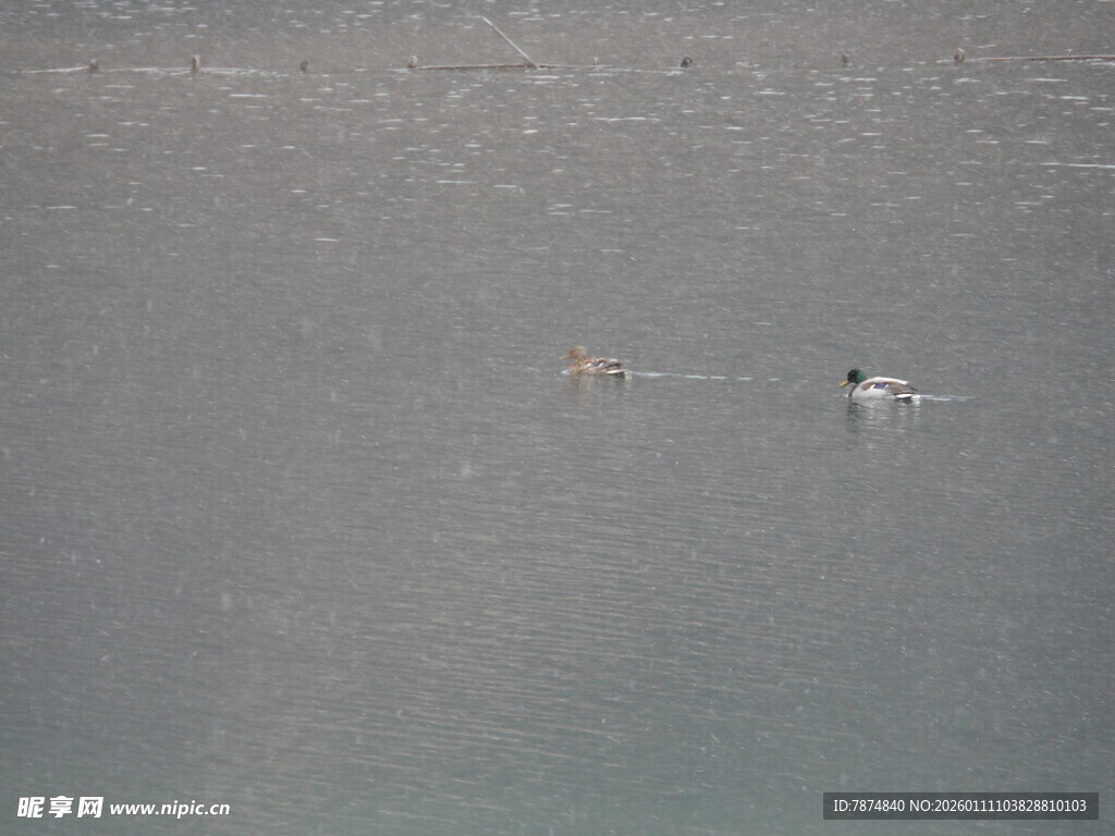 水面上的几只游泳者