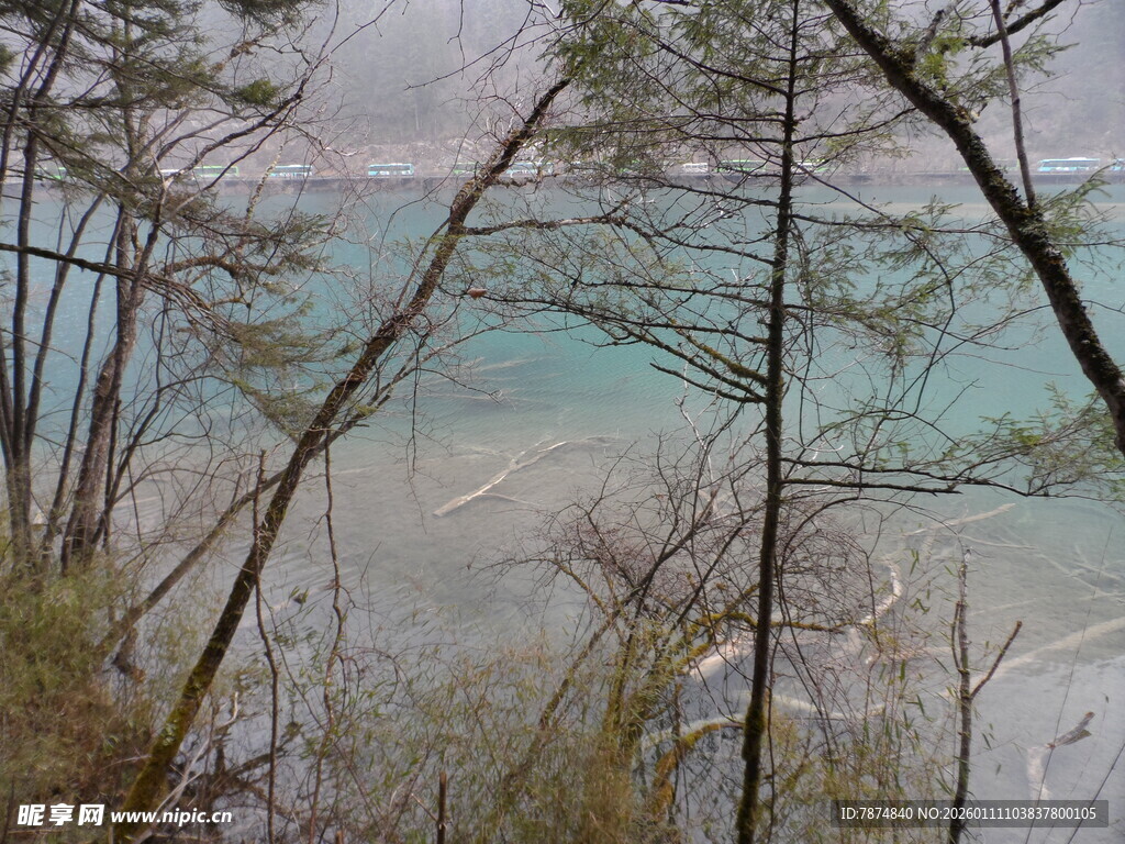 冬日湖畔树林的静谧景致