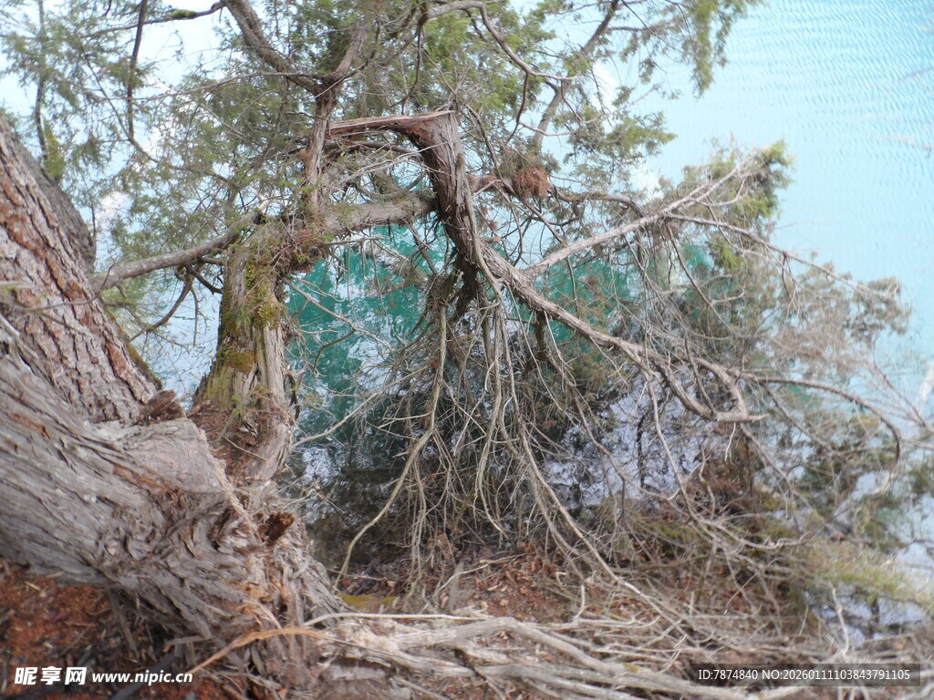 枯树虬枝 尽显自然沧桑