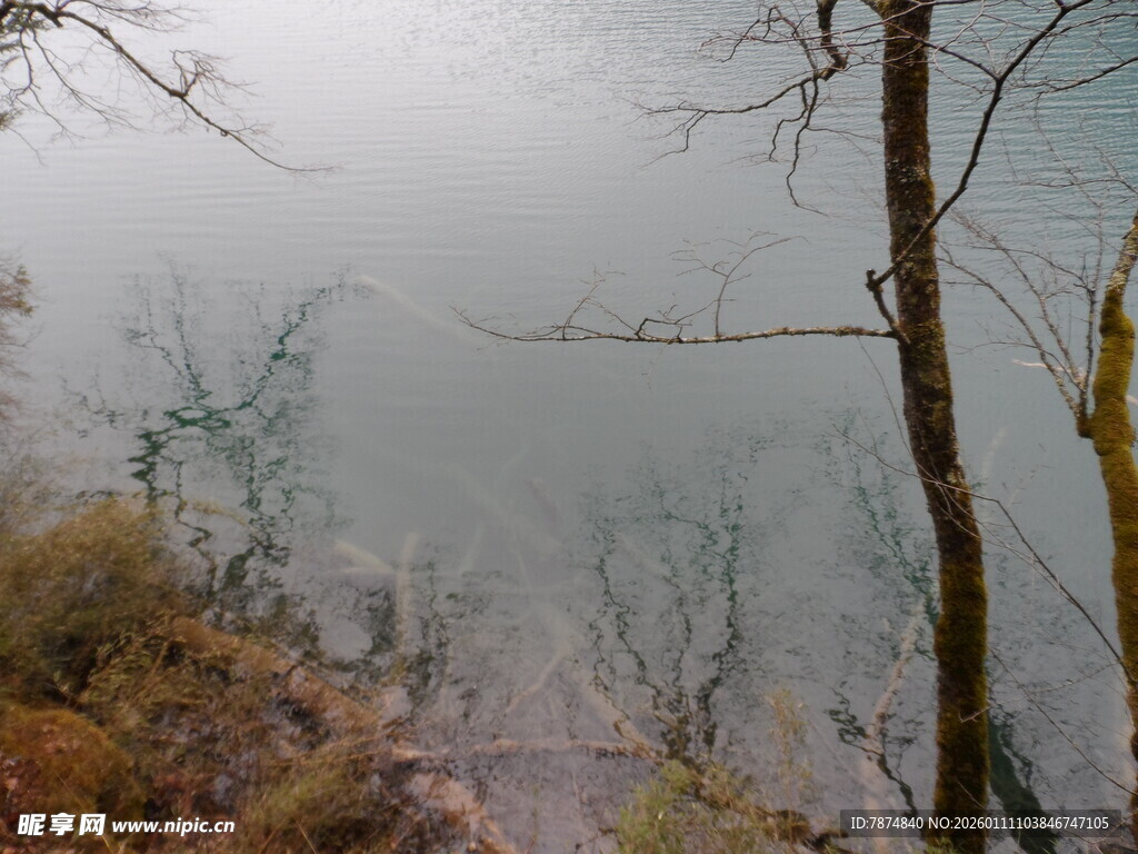 雾中湖畔枯树景色