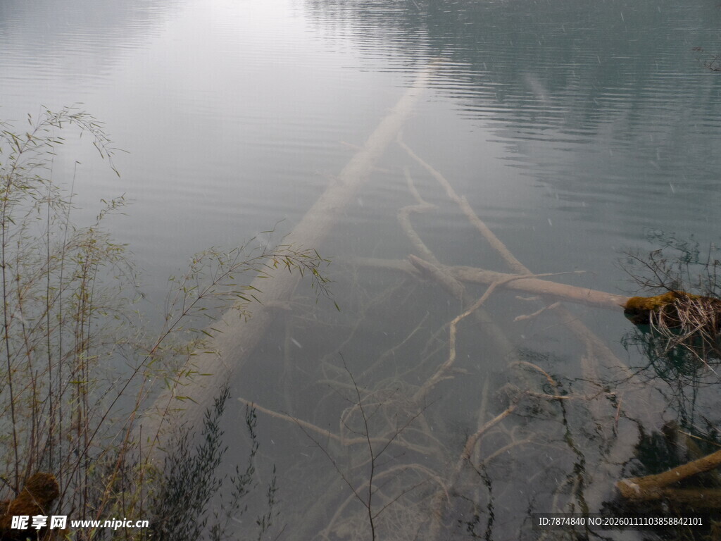 雾中枯木静立于水域