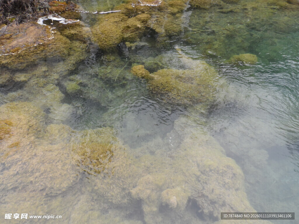 清澈水底的多彩藻类景观
