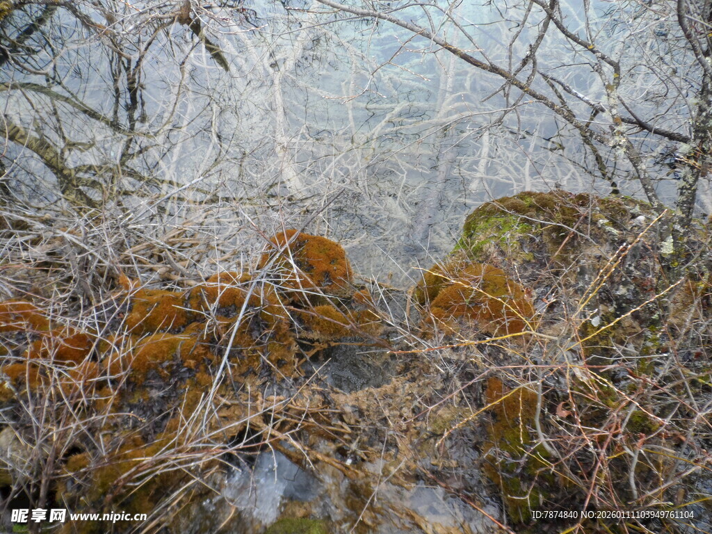覆雪苔藓 冬日自然的独特景致