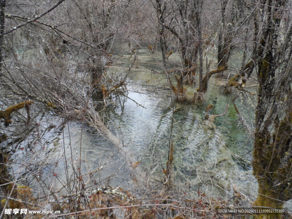 冬日溪流边的枯树景观