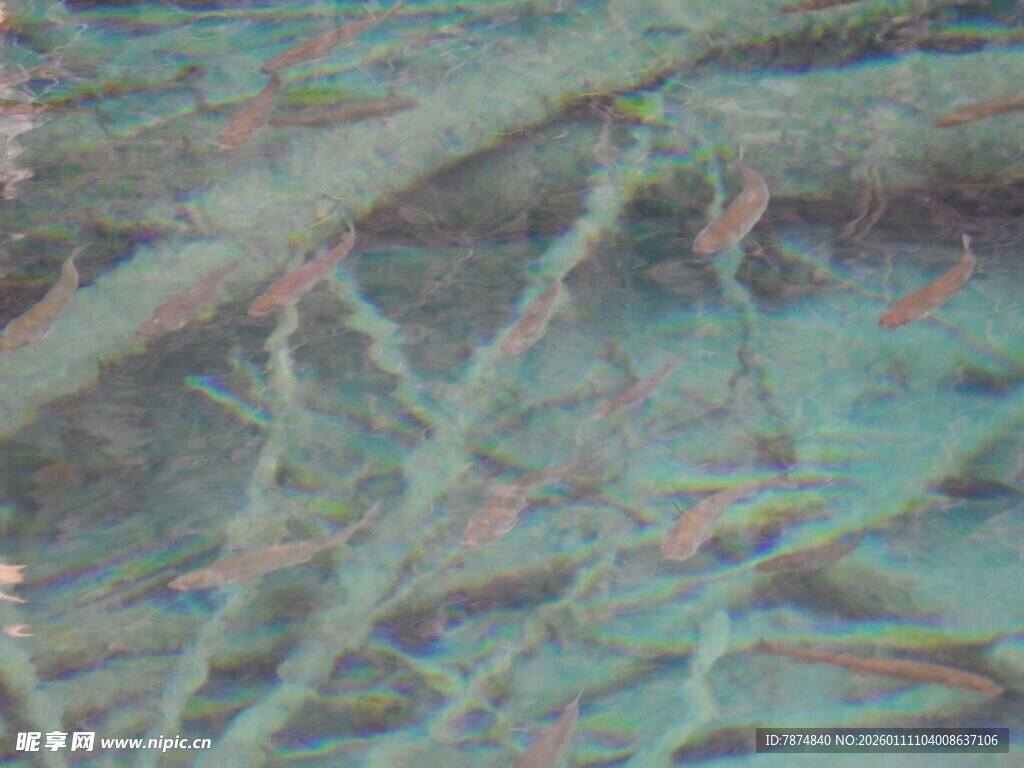 海底珊瑚丛中的多彩小鱼