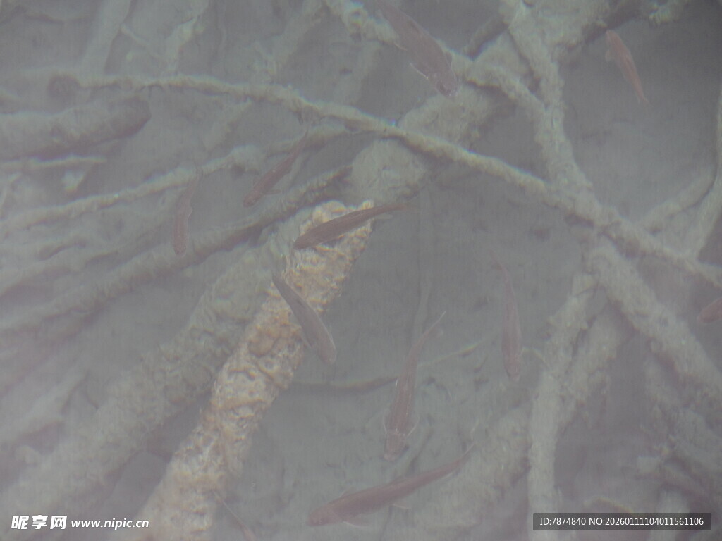 水下模糊的植物根茎景象