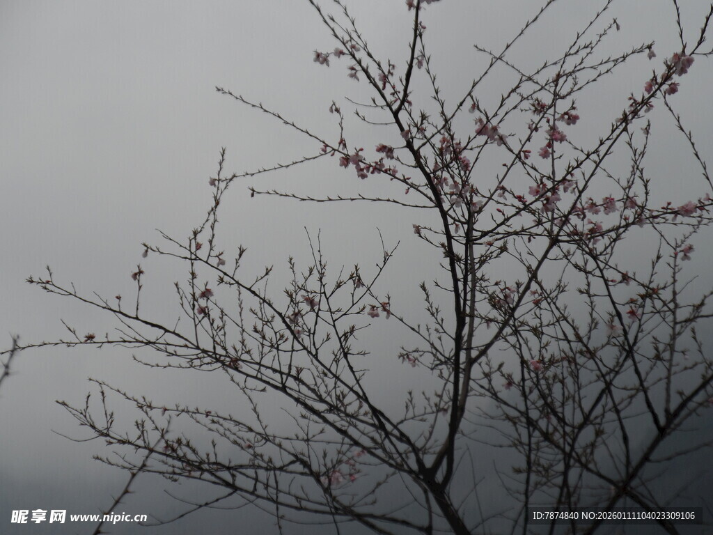 雾中孤树 枝头残果