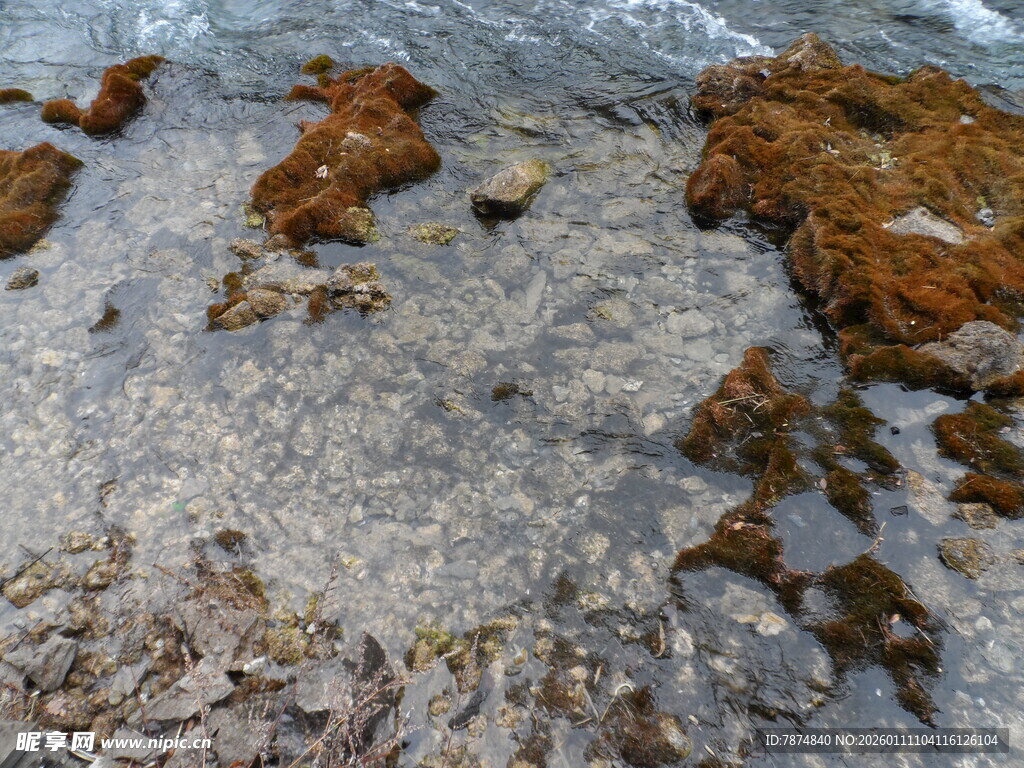 海边浅滩的褐色海藻景观