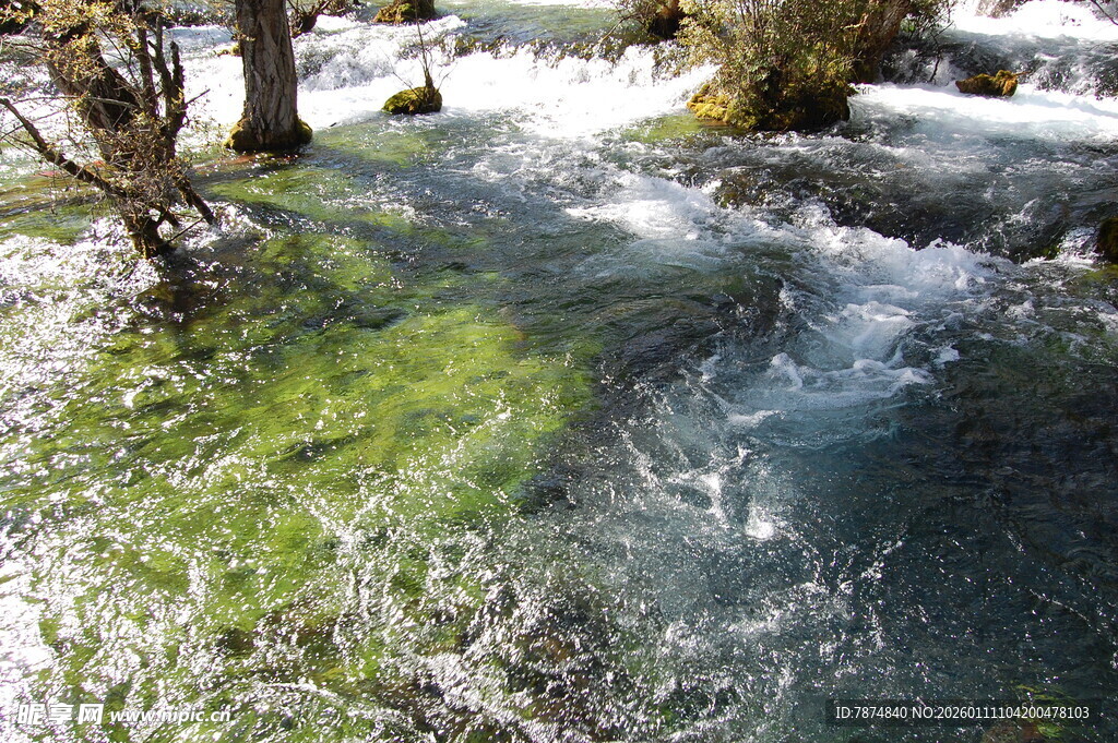 冬日溪流边的翠绿景致