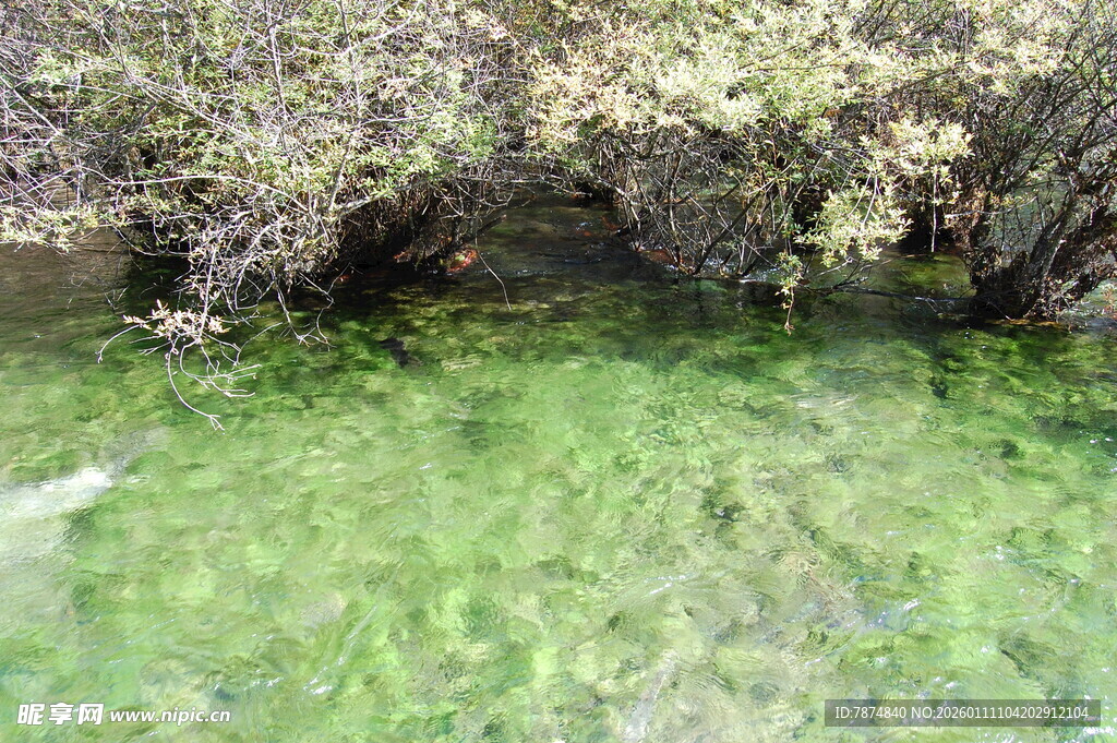 春日绿草繁花林间景致